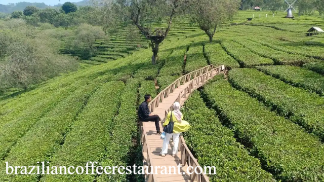 Wisata Kebun Teh Di Indonesia