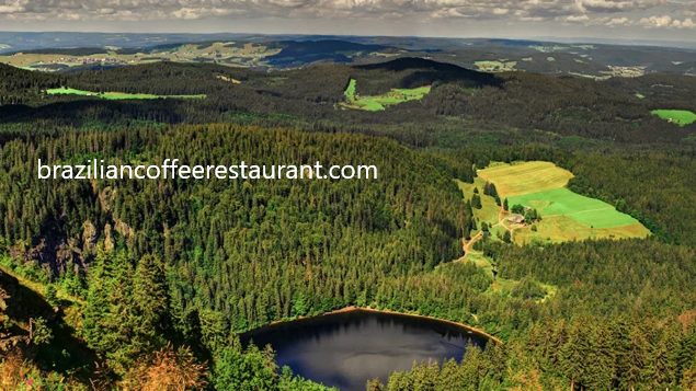Eksplorasi Hutan Black Forest Jerman